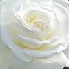 strong.flower03