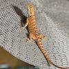 scarlettthebeardeddragon