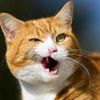 sukameow6