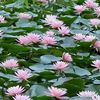 zin.mar.aung2730