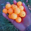 mukiymbiri fred 78