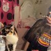 silly_nuzz