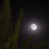 sara_anas78