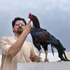 kohat.aseel03