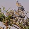 abomtabalhrbe