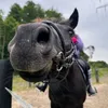 kht_equestrian2