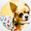 chihuahua_boku_