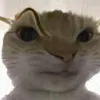 fishkvfubdthv