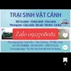 Chép sư tử phi tần 0912708082