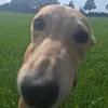 ultrapriveboefgreyhound6