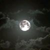 ~•شبل •~شبواني•~