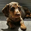 barkleythedapple