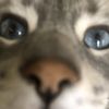 eeeeemeow