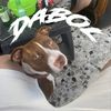 dabol_669