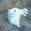 gohar894
