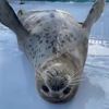 sealundercover