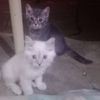 ali.hayder074
