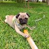 jhonny_pug