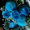 blu.rose19