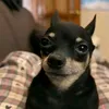 mattnoobie