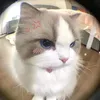 ansngz_
