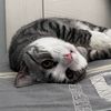kitten_pipi