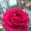 trn.chin4436