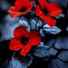 ayshaislam46547