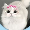 queenbabli70