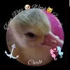 dodo24888