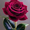 hatice.akkaya43