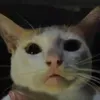 meow.snowwwww