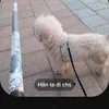 bebongthui4