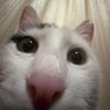 meow_qm