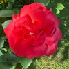sahra5972
