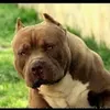 alexsandro.andrad117