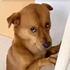 dessinha618