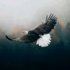eagleeyes287