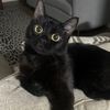 Blackythecat