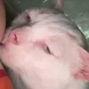 puniuanh