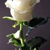 cristian.ortiz816