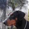 cristianotaddei38