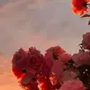 kdcjchnfr