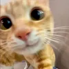 thecatlaroi