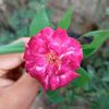 md.rejwan36