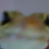 lolfard420