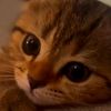 your_sumu0.1