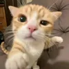 ´꒳`