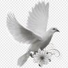 user27097638611874
