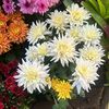 laeela.id